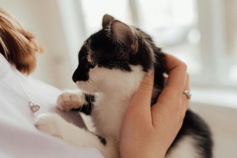 A Pet Necklace That Keeps a Favorite Face Close